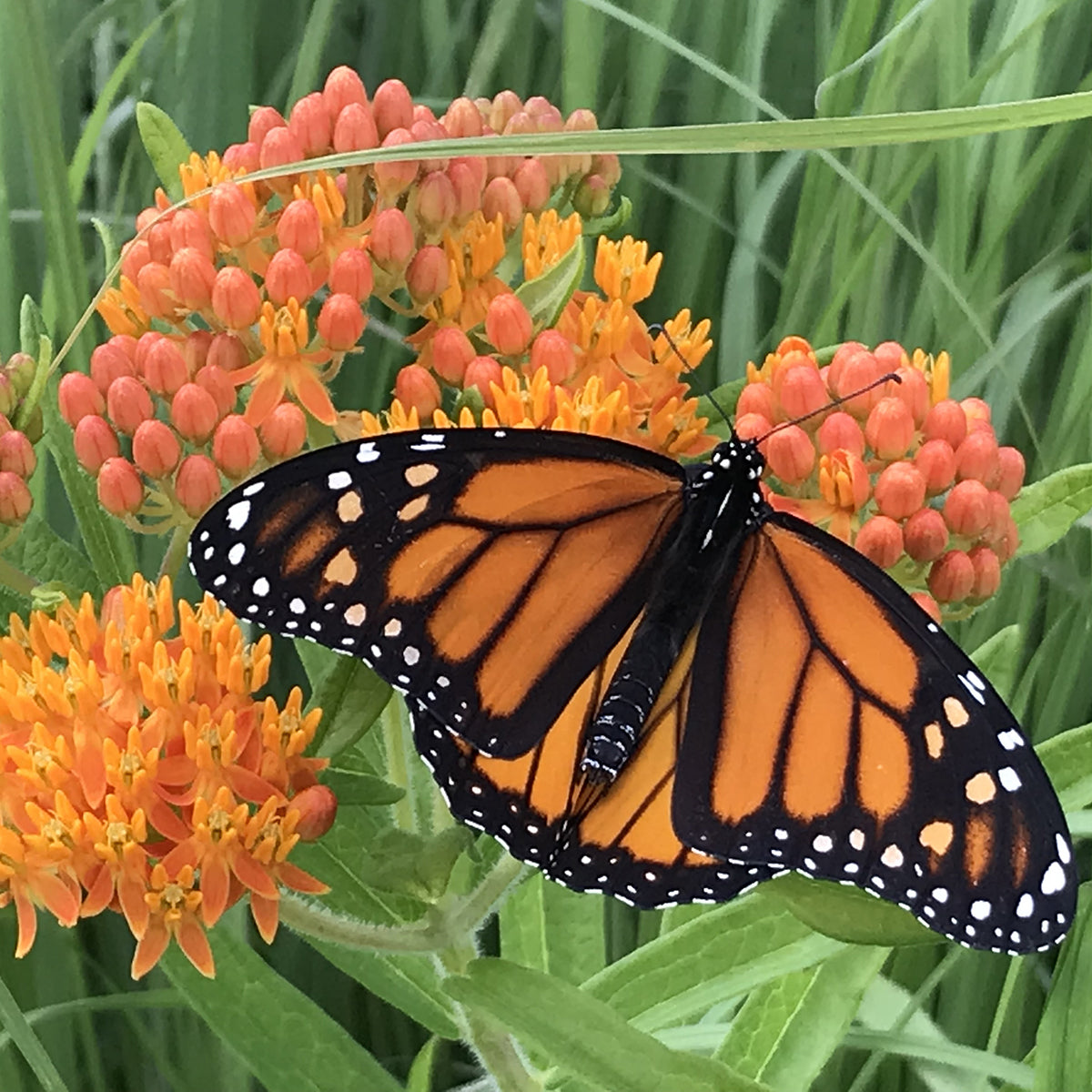 seeds butterfly plants The Old Farmer's Almanac Butterfly Milkweed Seeds 5 Packets (2 Grams