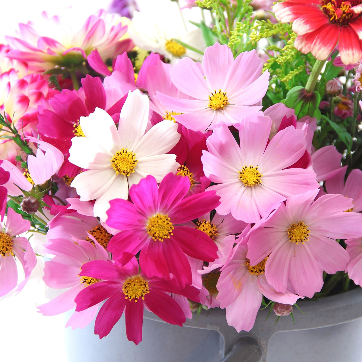 cosmos flower seed collection The Old Farmer's Almanac Cosmos Sensation Mix Seeds – SimplyGro
