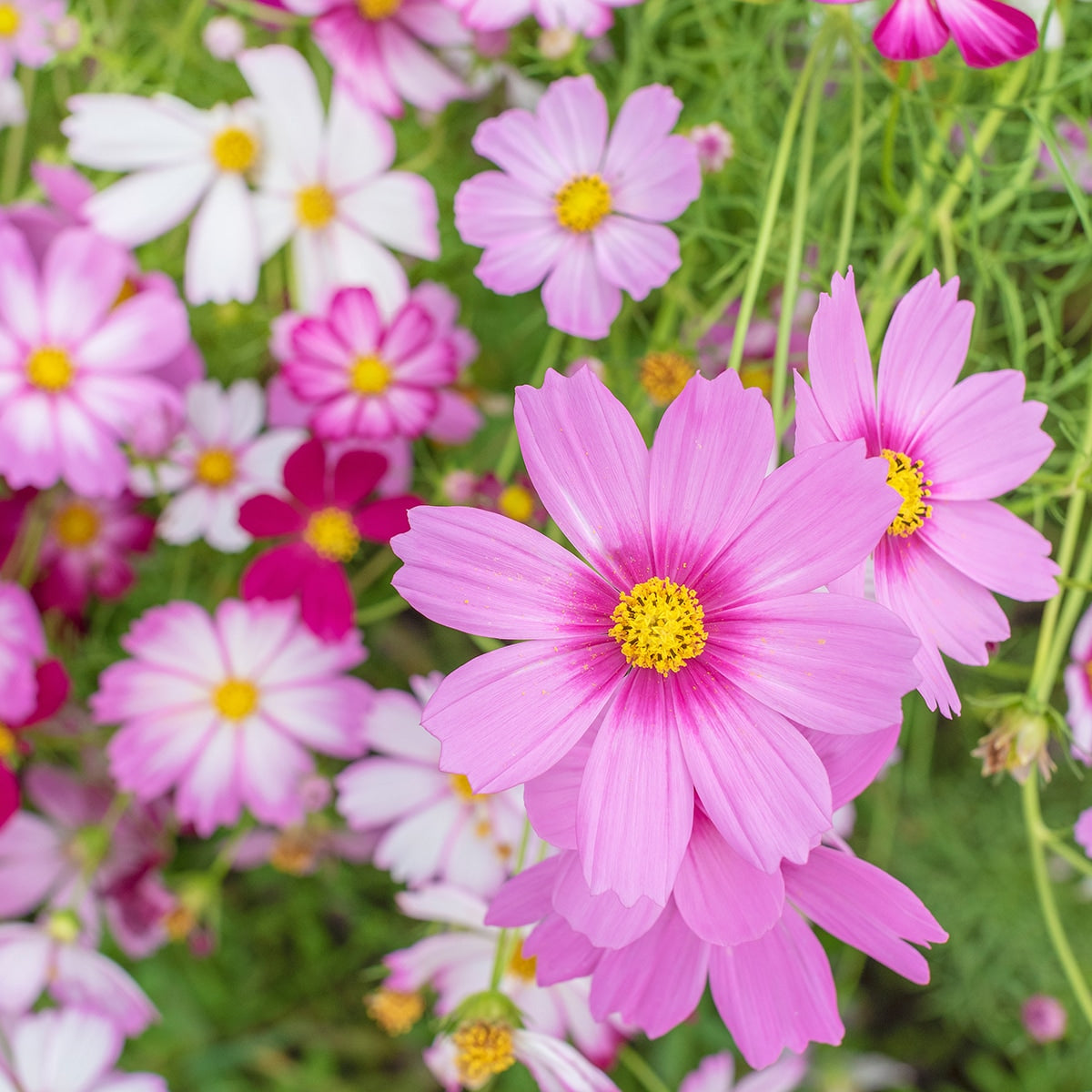 Cosmos Flowers Growing 