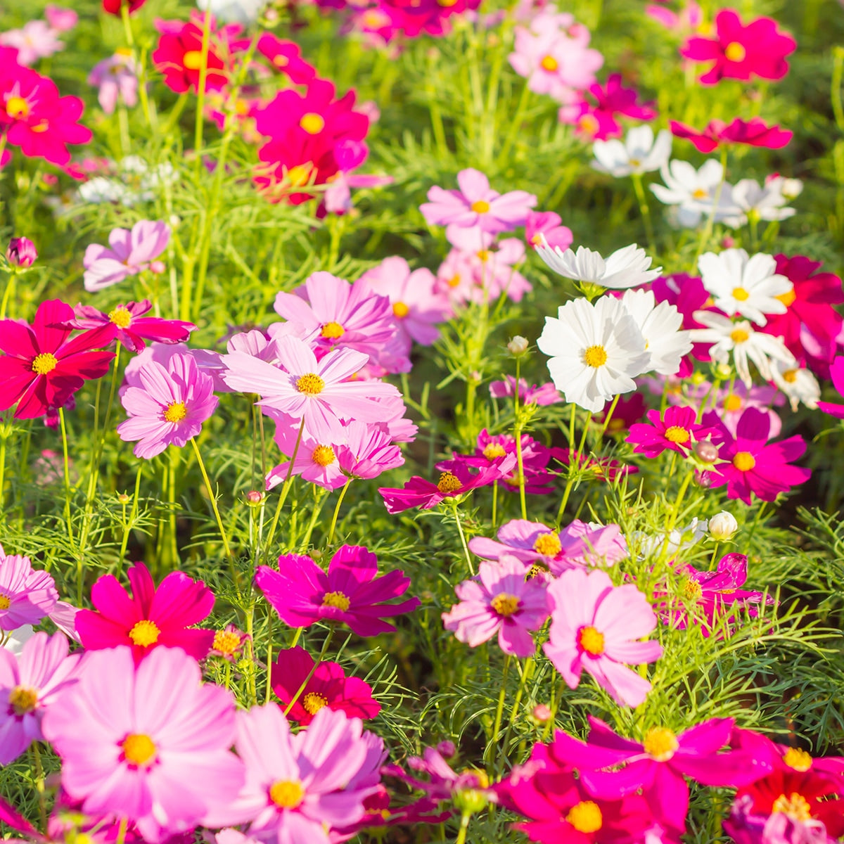 Cosmos Flowers Growing 