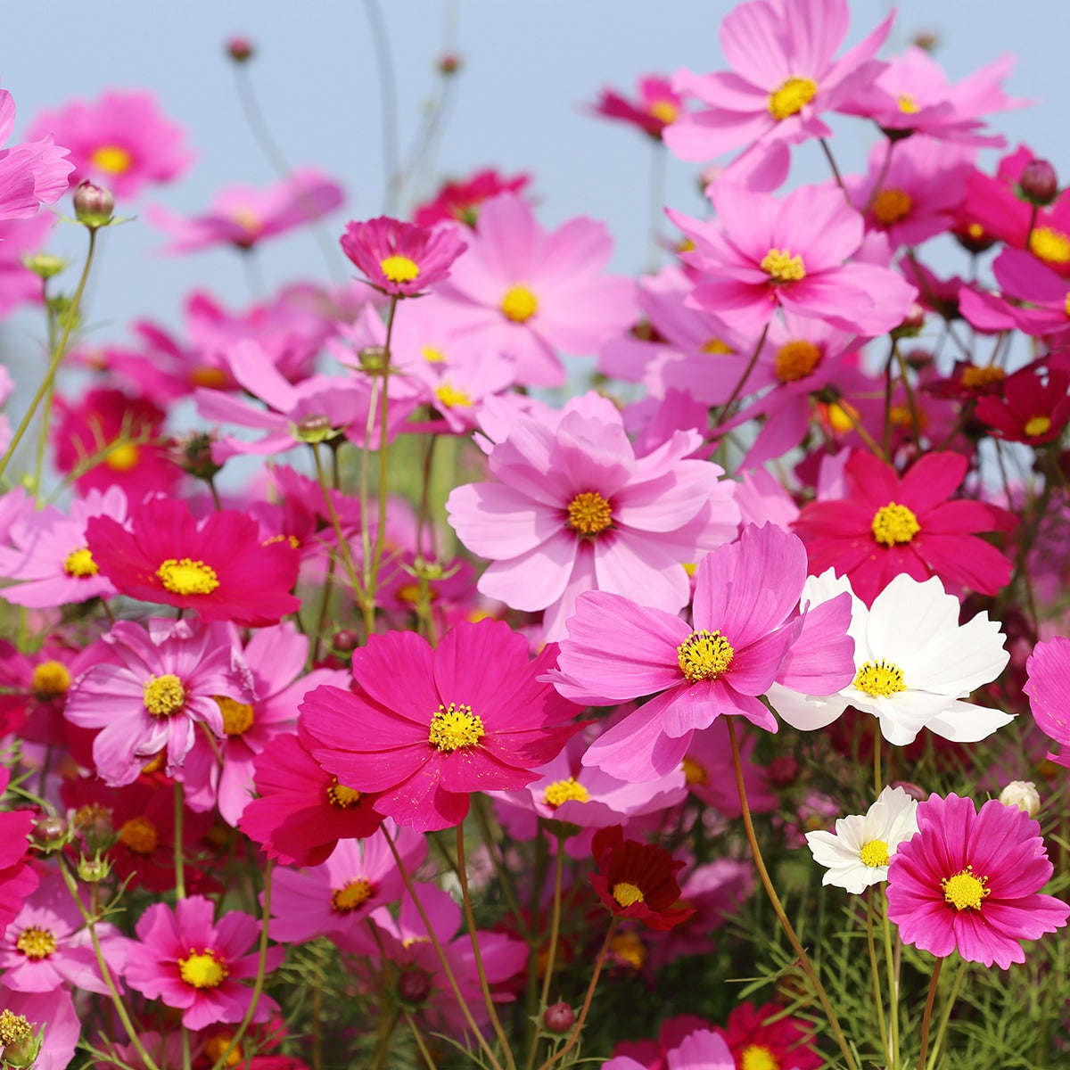 Cosmos Flowers Growing 