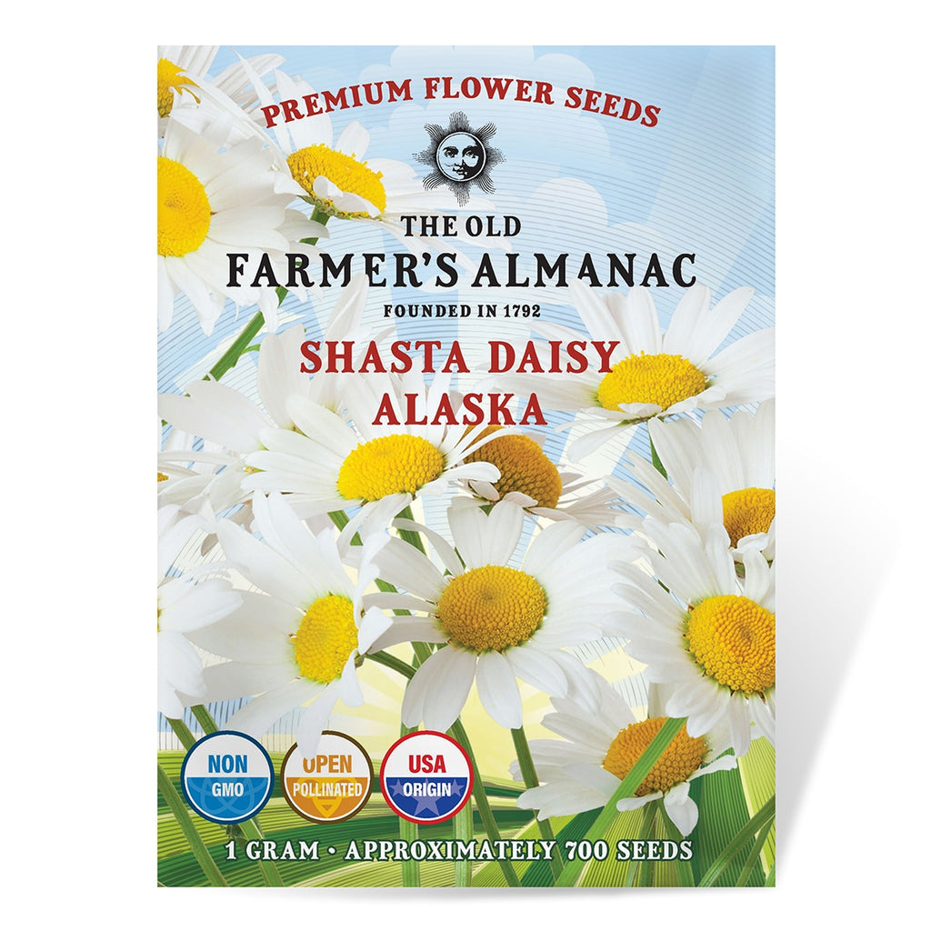 seeds daisy flower The Old Farmer's Almanac Shasta Alaska Daisy Seeds – SimplyGro