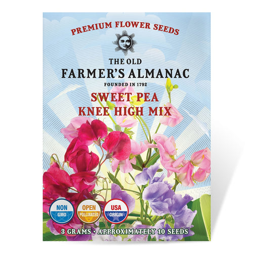 sweet pea plant seeds The Old Farmer's Almanac Premium Sweet Pea Seeds (Knee High Mix)