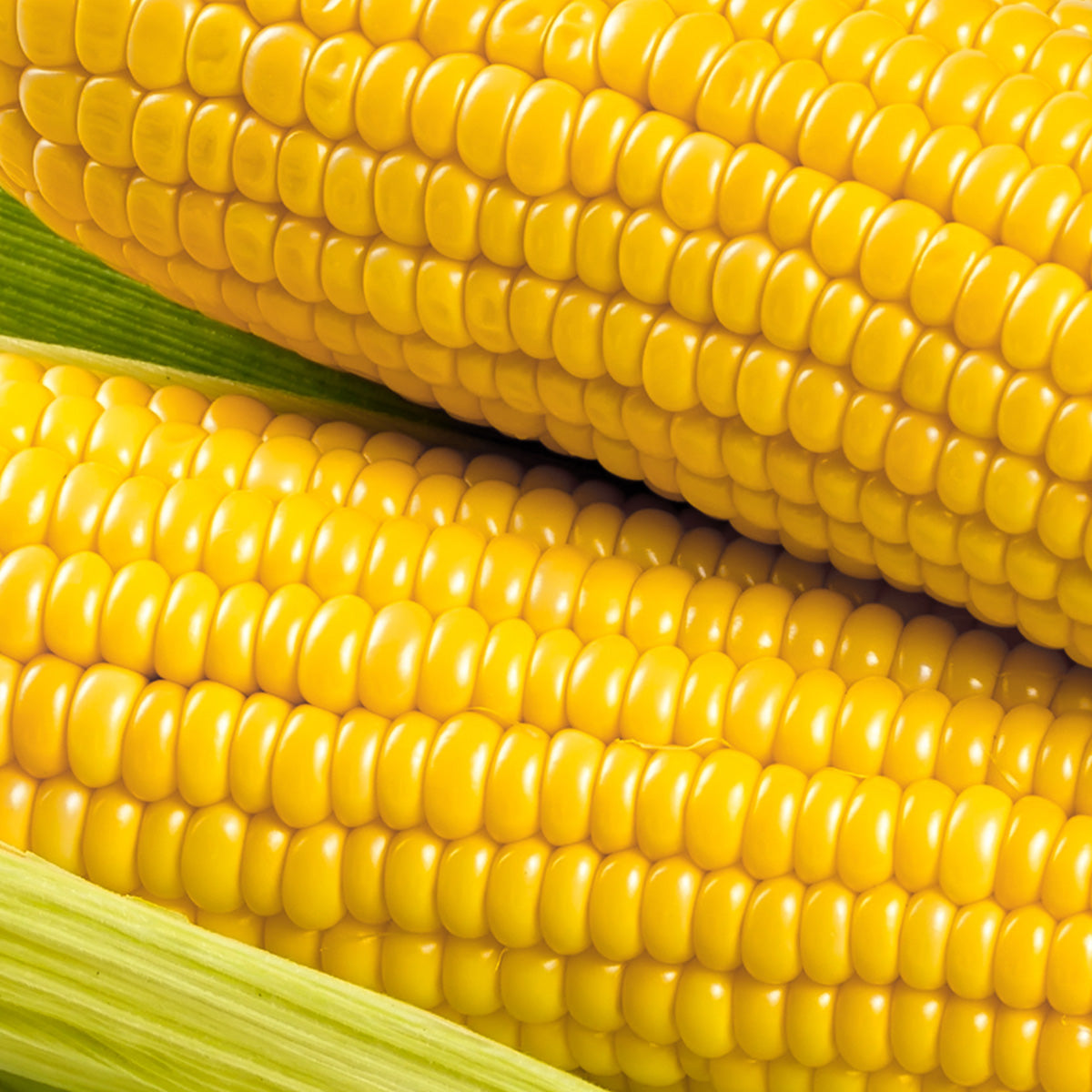 The Old Farmer's Almanac Heirloom Golden Bantam Sweet Corn Seeds
