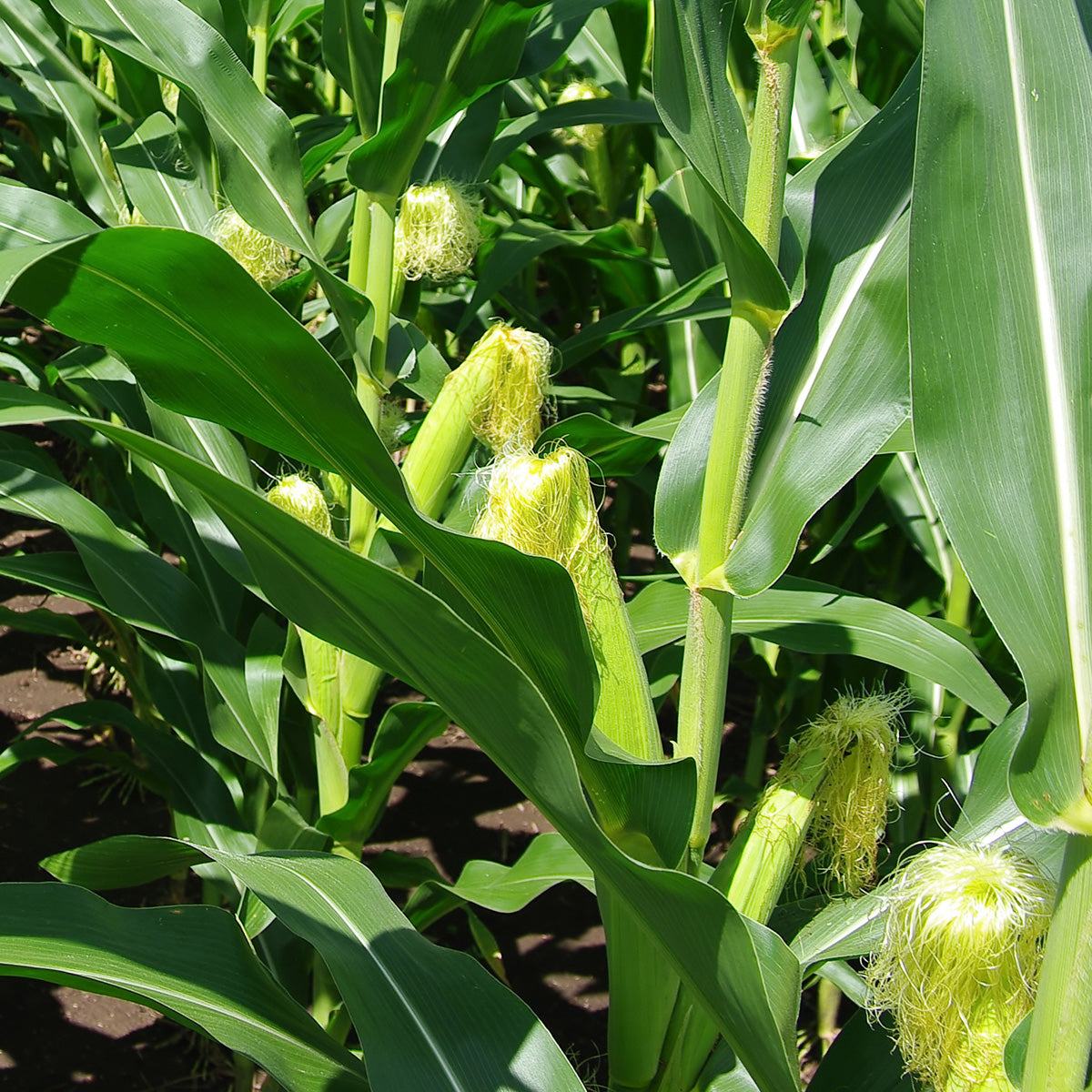 corn seeds for planting near me The Old Farmer's Almanac Heirloom Sweet Corn Seeds (Golden Bantam) - Approx 75 Seeds