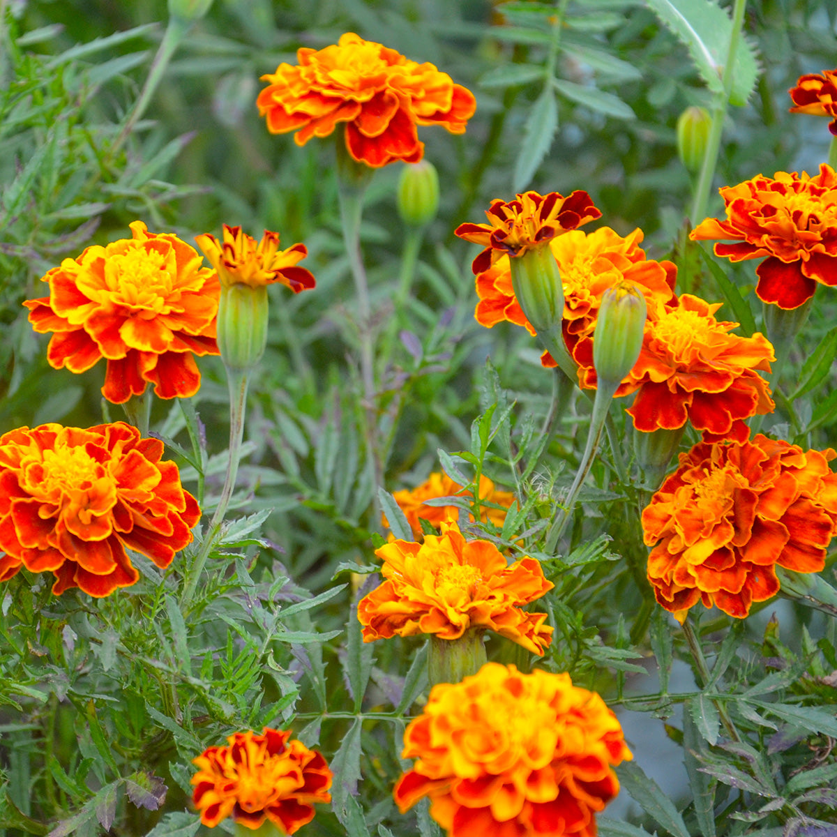 old marigold seeds The Old Farmer's Almanac Petite Mixture Marigold Seeds - Premium Non-GMO, Open Pollinated, USA Origin