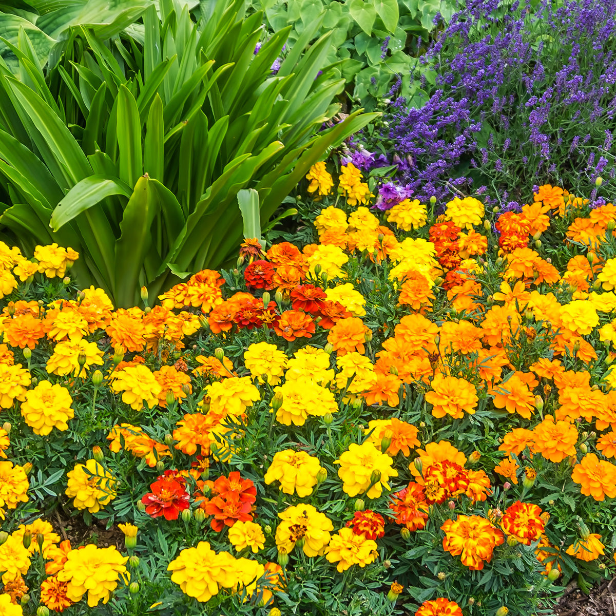 marigold flowers seeds price The Old Farmer's Almanac Petite Mixture Marigold Seeds - Premium Non-GMO, Open Pollinated, USA Origin
