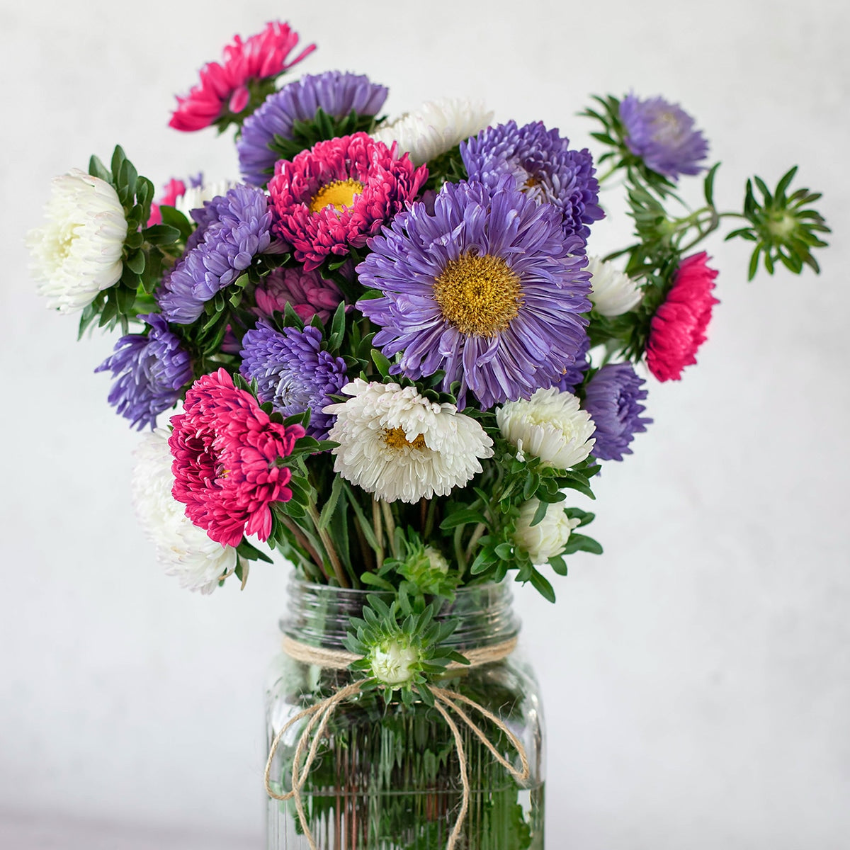 The Old Farmer's Almanac Powder Puff Mix Aster Seeds