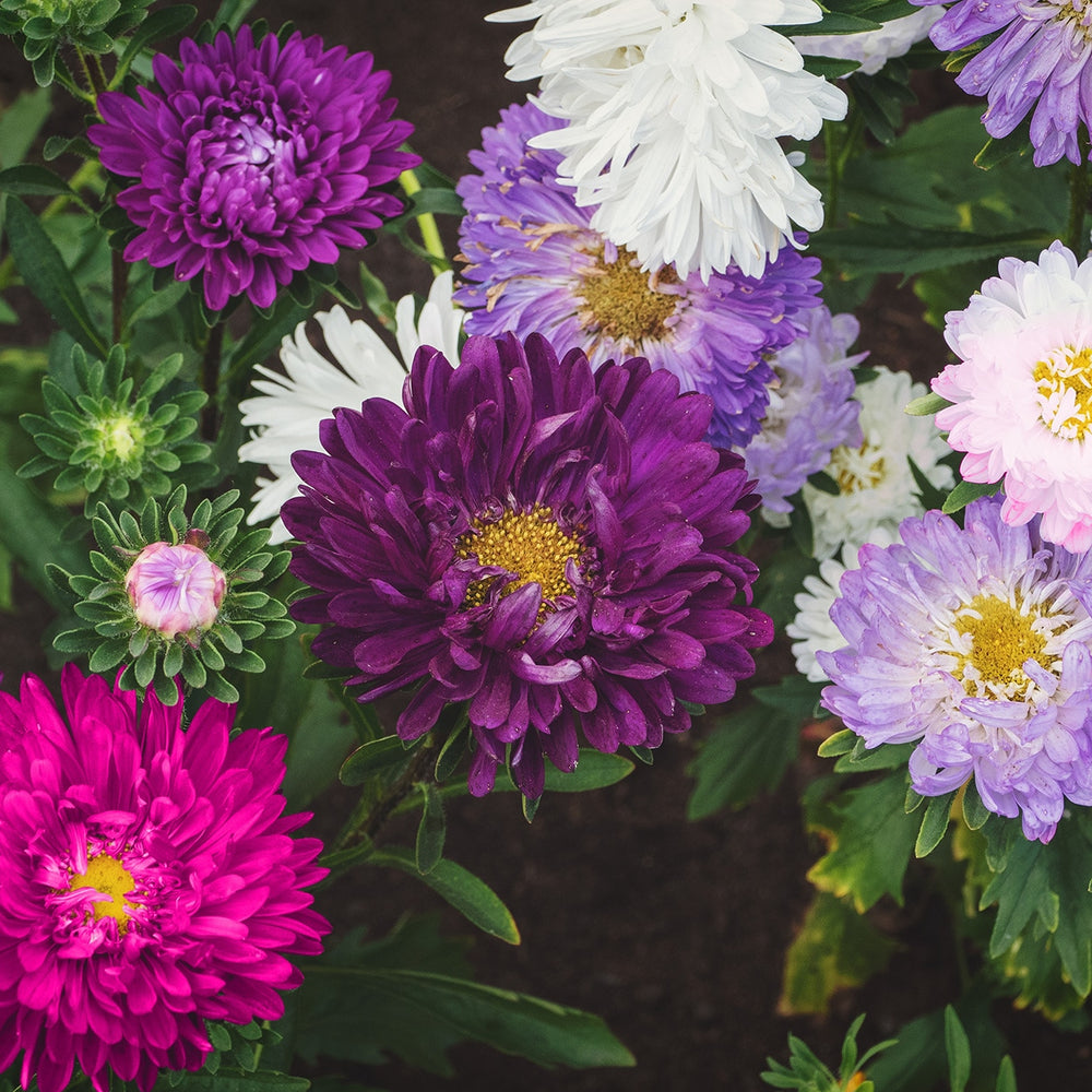 The Old Farmer's Almanac Powder Puff Mix Aster Seeds - Premium Non-GMO, Open Pollinated, USA Origin, Flower Seeds