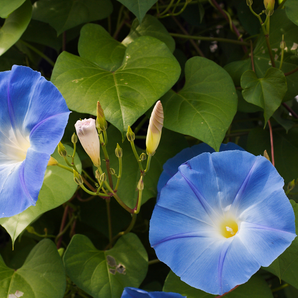 morning glory seeds for cluster headaches The Old Farmer's Almanac Heavenly Blue Morning Glory Seeds – SimplyGro