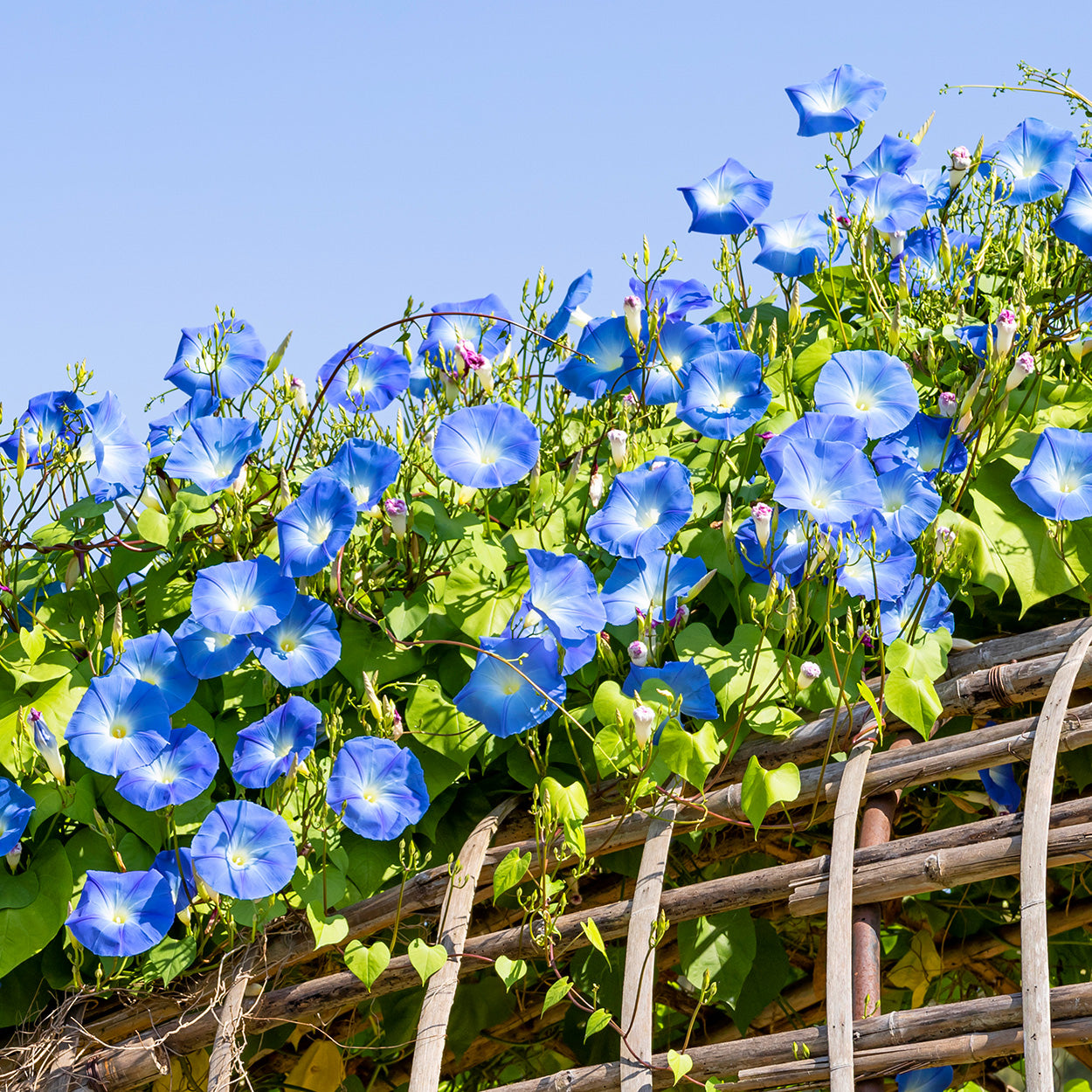 blue heavenly morning glory seeds The Old Farmer's Almanac Premium Morning Glory Seeds (Heavenly Blue)