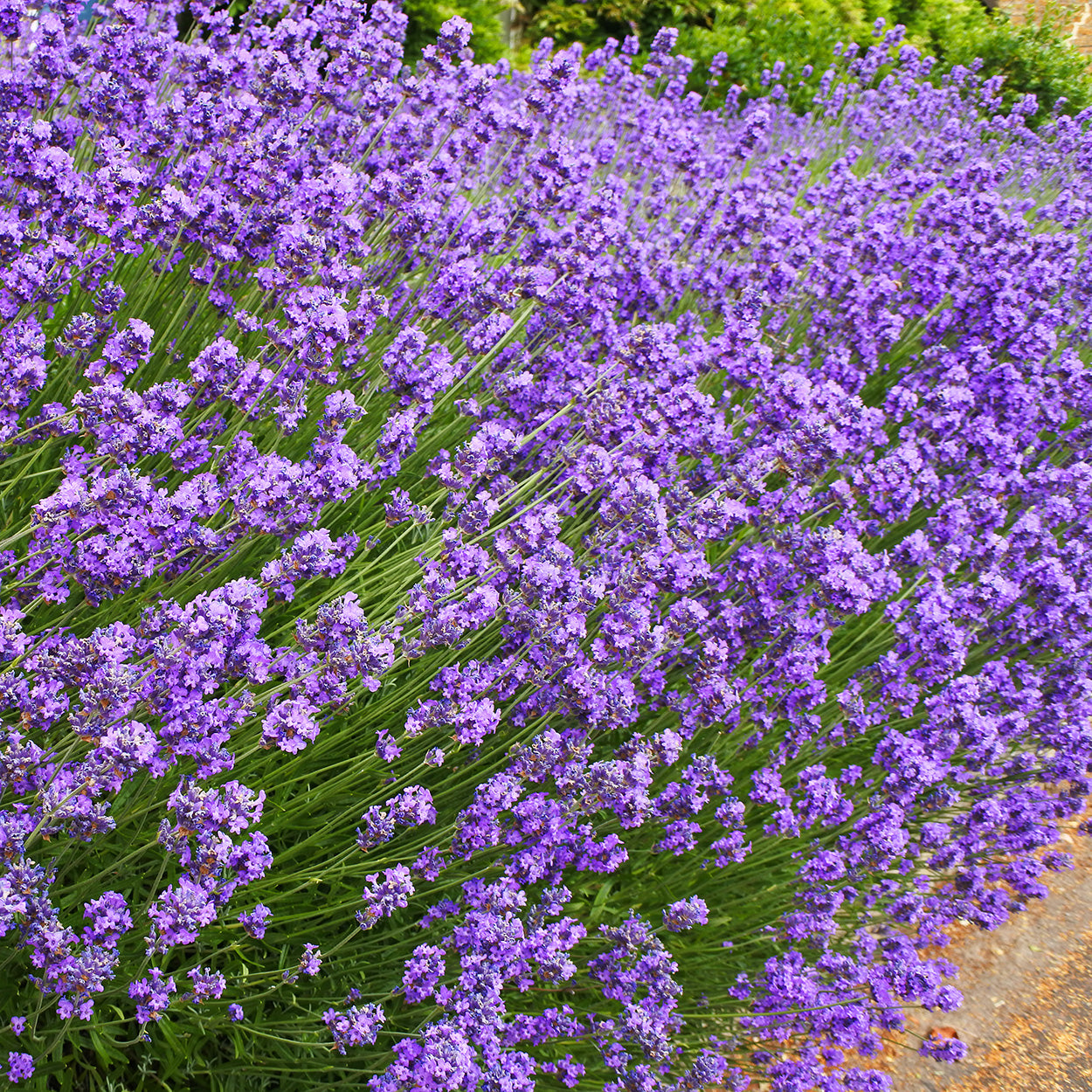 Lavender In Field 