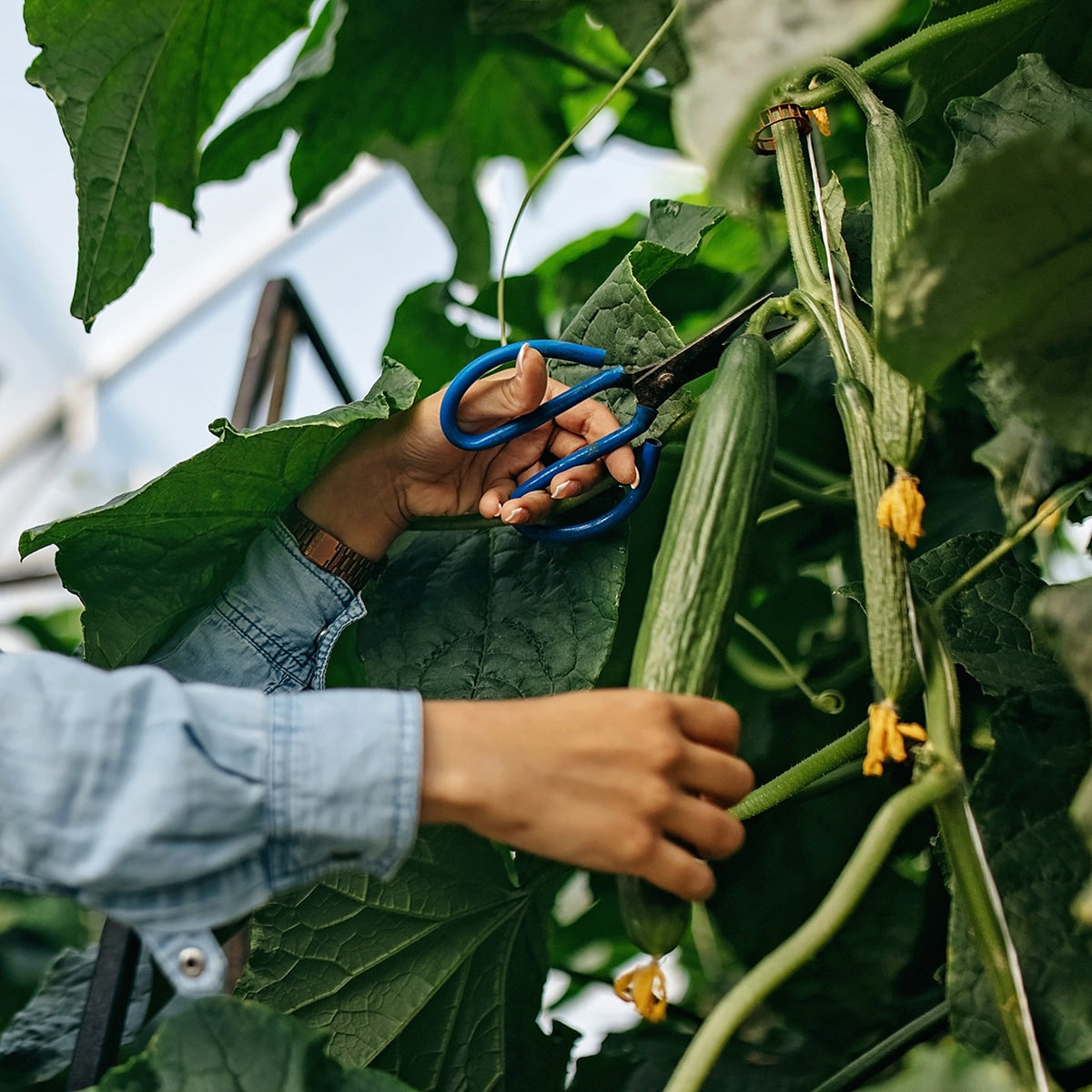 Harvesting Cucumbers with sheers