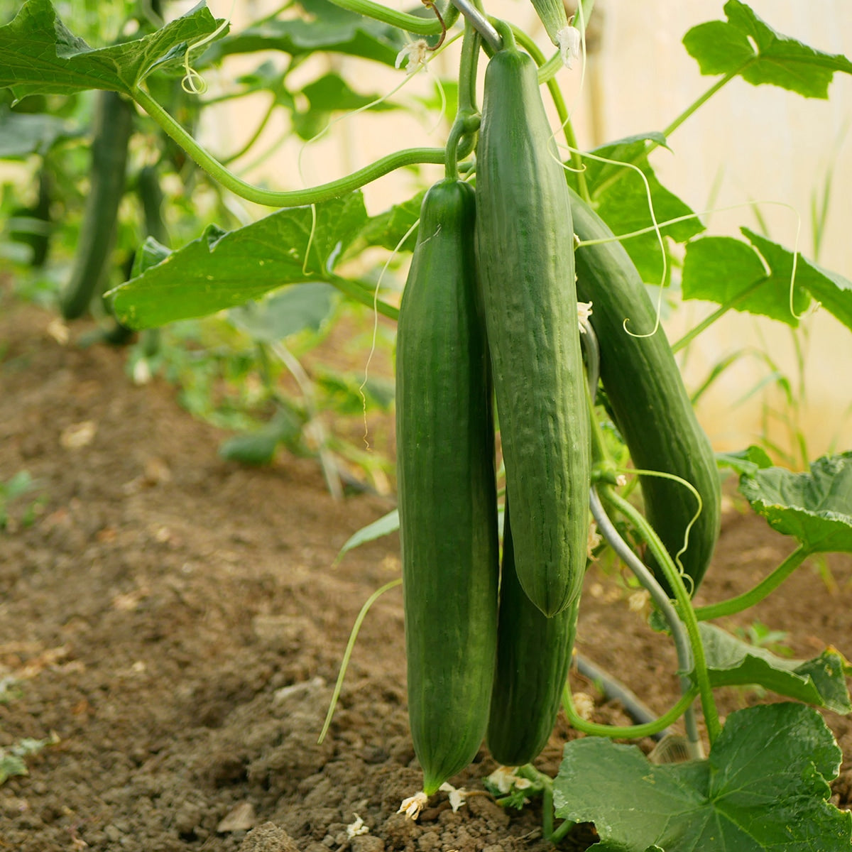 Cucumbers growing on a vine