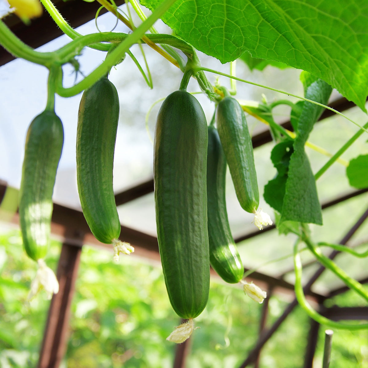 Cucumbers growing on a vine