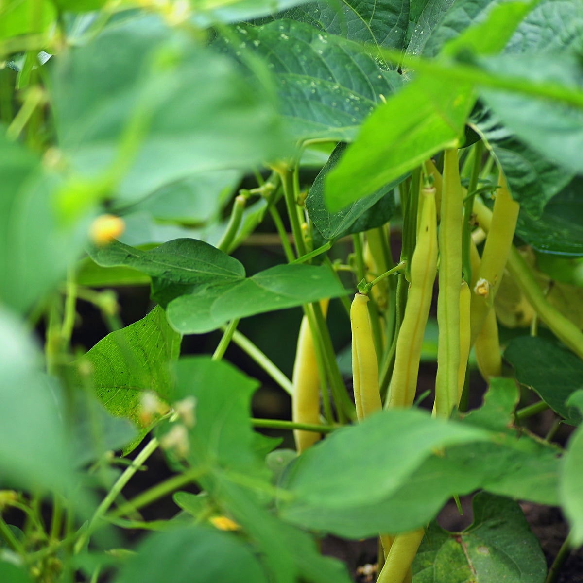 Wax Beans Growing 