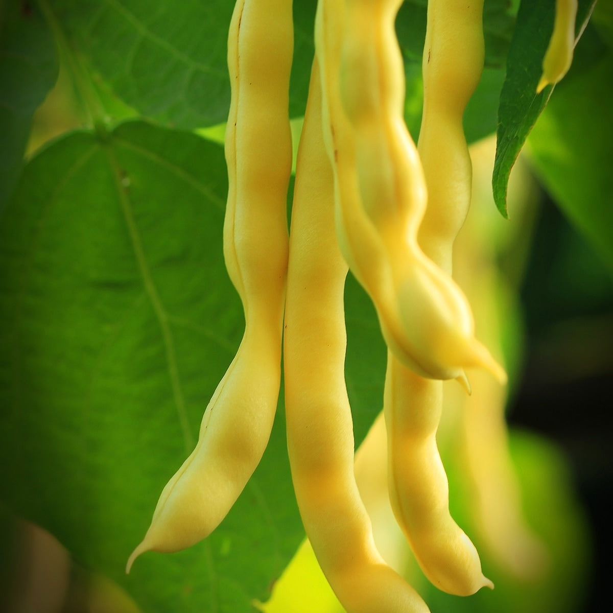 Wax Beans Growing 