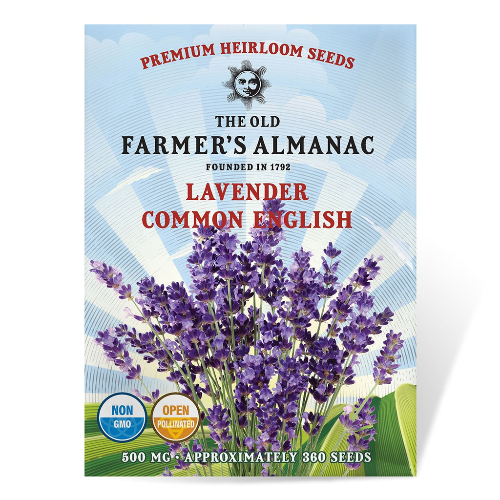 old english lavender plants The Old Farmer's Almanac Heirloom Common English Lavender Seeds – SimplyGro