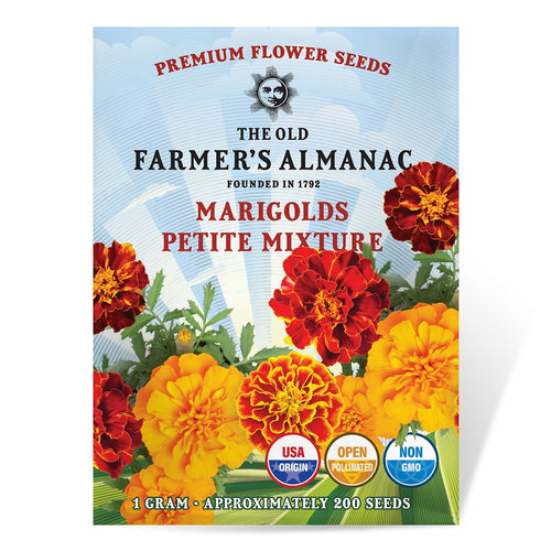 marigold seed to flower time The Old Farmer's Almanac Petite Mixture Marigold Seeds – SimplyGro