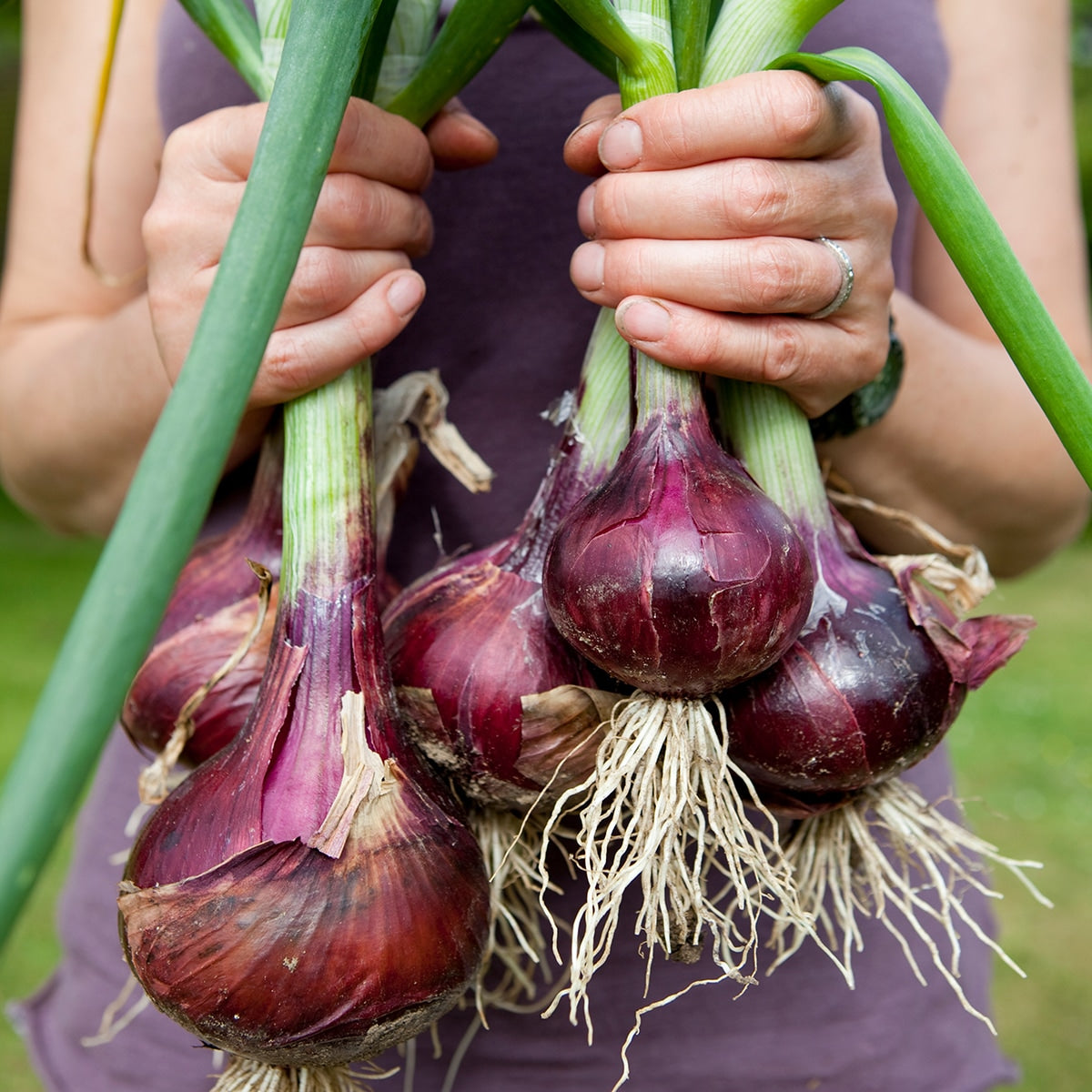 Hands Holding fresh picked creole onions