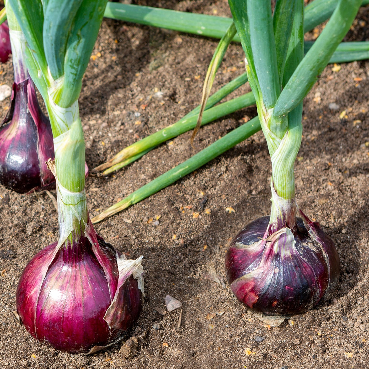 plant red onion seeds The Old Farmer's Almanac Heirloom Red Creole Onion Seeds 5 Packets (5 Grams
