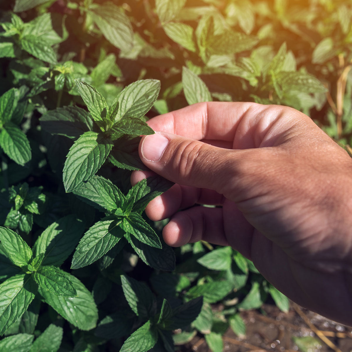 Hand Picking peppermint