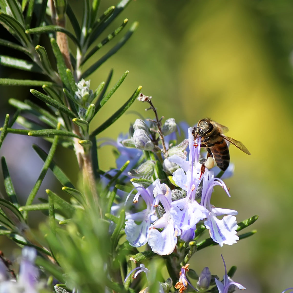 plant rosemary seeds The Old Farmer's Almanac Heirloom Culinary Rosemary Seeds 1 Packet (200 Milligrams