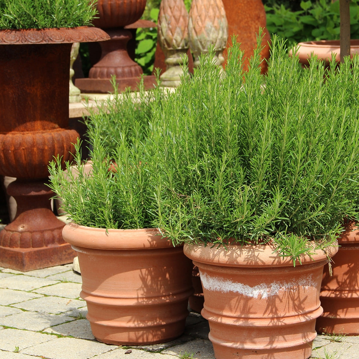 Rosemary growing in containers 