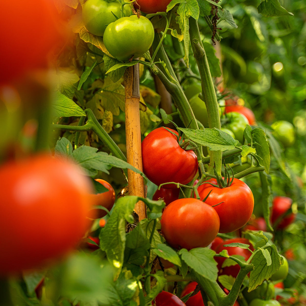 The Old Farmer's Almanac Heirloom Oregon Spring Tomato Seeds