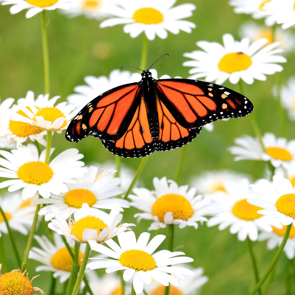 The Old Farmer's Almanac Shasta Alaska Daisy Seeds