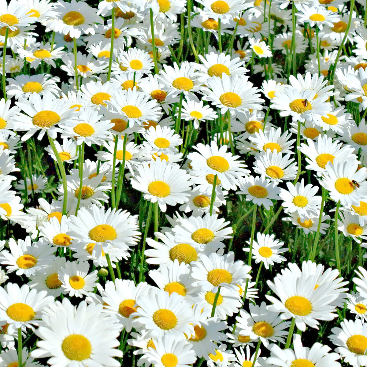 Daisies Growing In field 