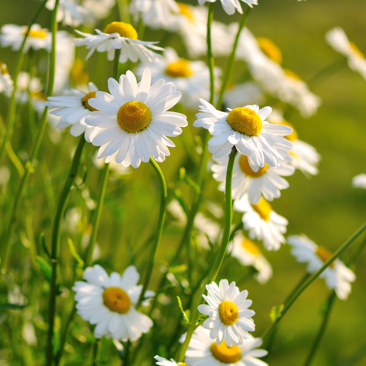 Daisies In Field