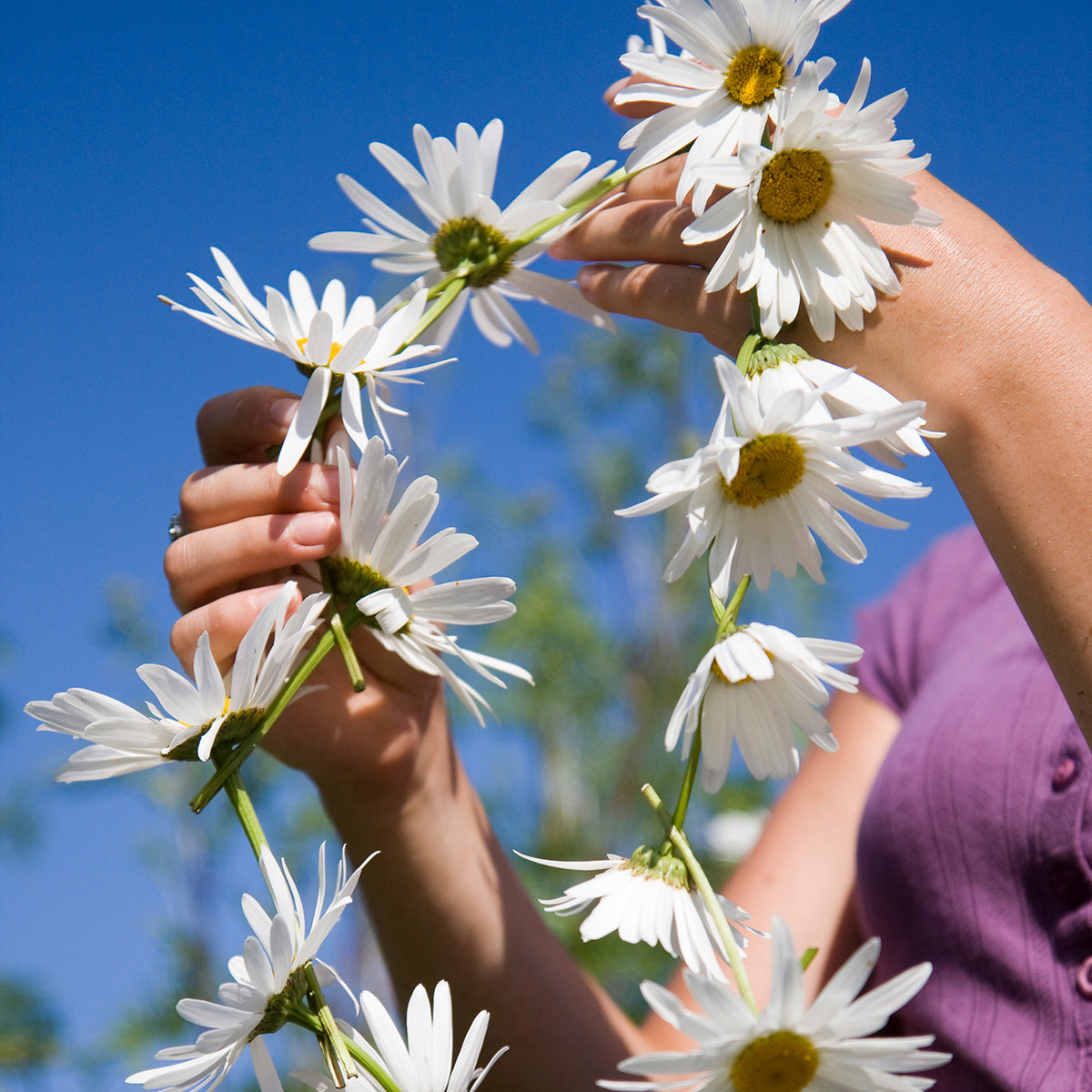 Daisies  in a Chain 