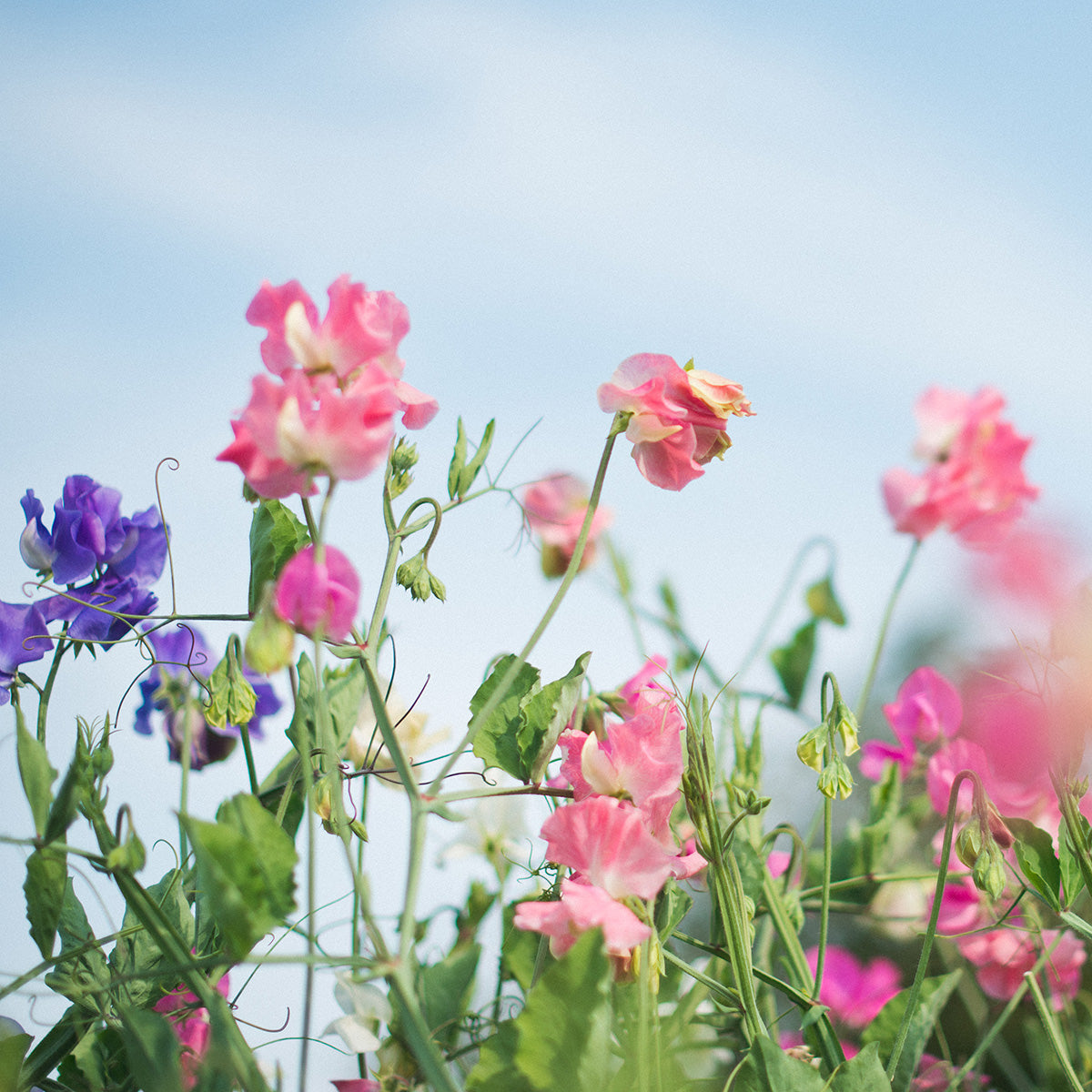 Sweet Pea Flowers Growing 