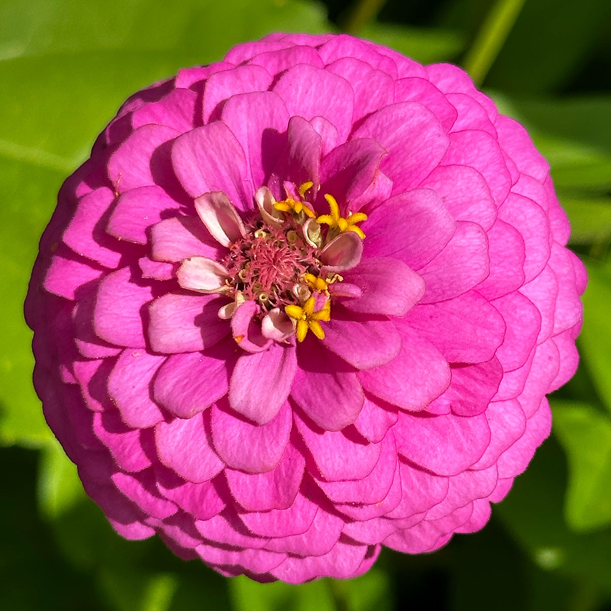 Zinnia Flower Close Up 