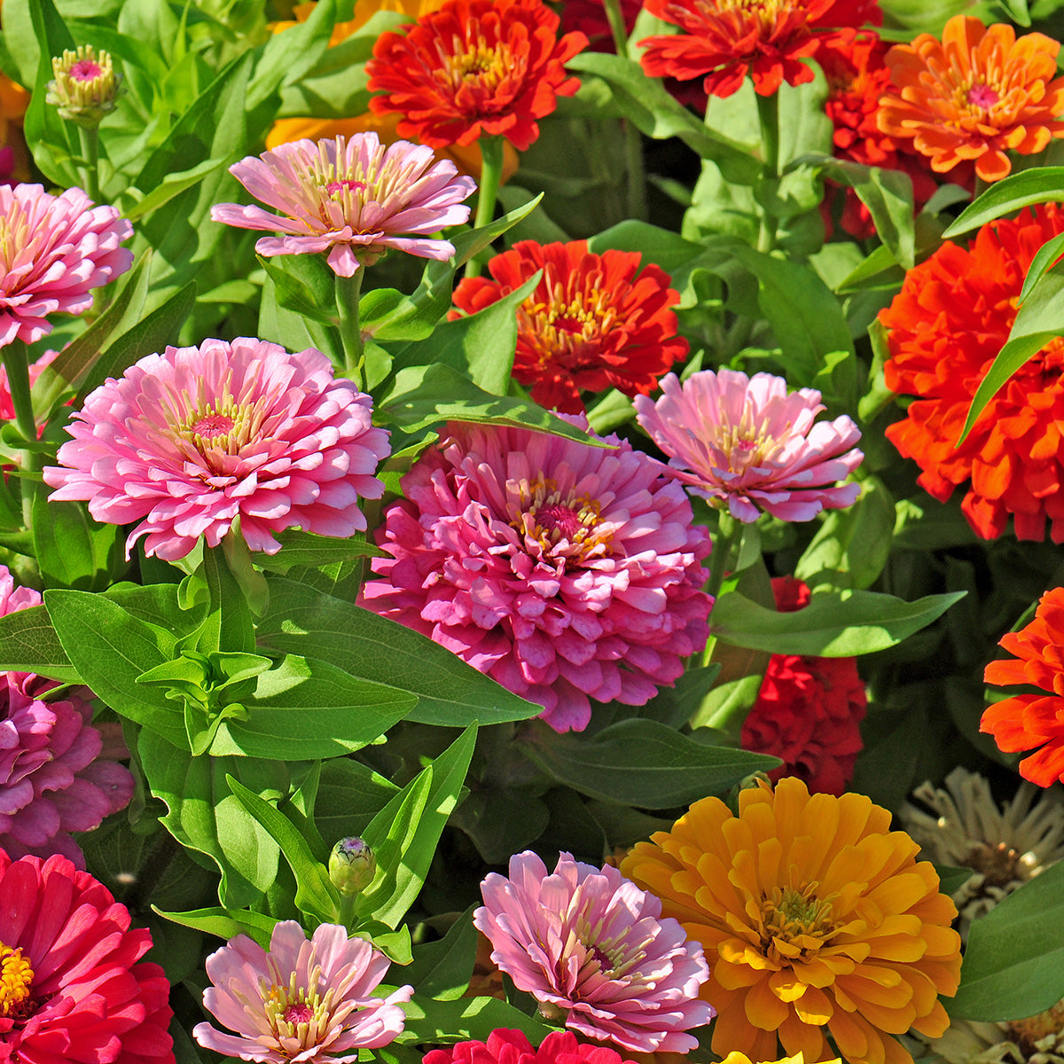 Zinnia Flowers Growing 