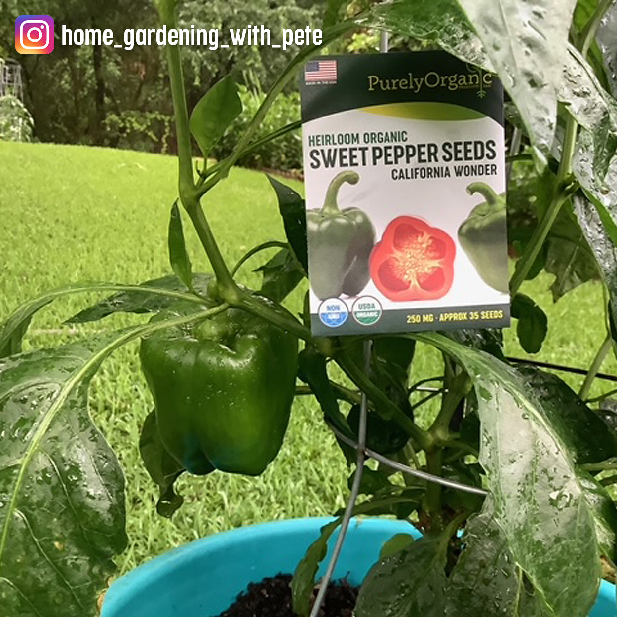 Home Gardening with Pete Sweet Peppers
