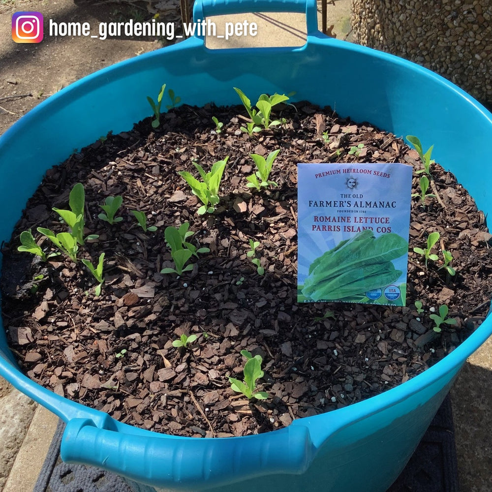 The Old Farmer's Almanac Heirloom Paris Island Cos Romaine Lettuce Seeds - Premium Non-GMO, Open Pollinated, USA Origin, Vegetable Seeds