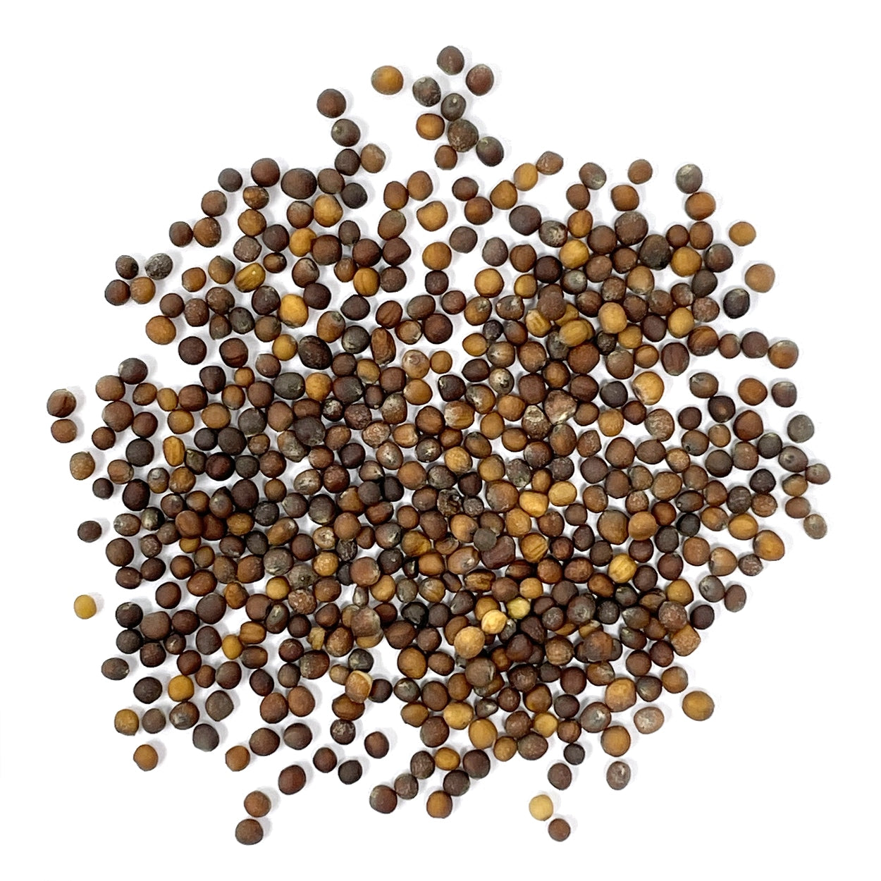 A close view of seeds on a white background 