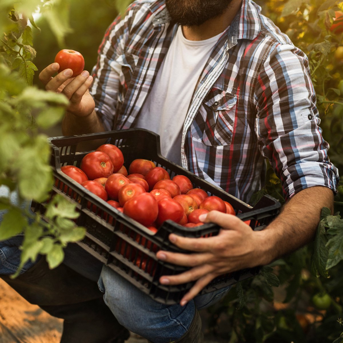 Man holding a container with tomatoes in it 
