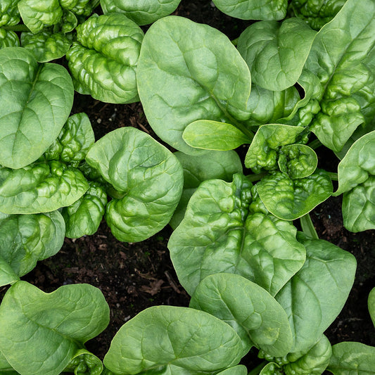 Purely Organic Bloomsdale Long Standing Spinach Seeds - USDA Organic