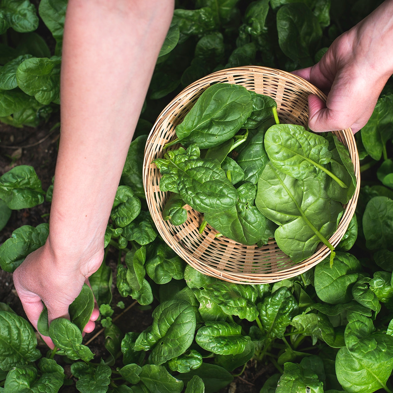 Hands Picking Spinach 