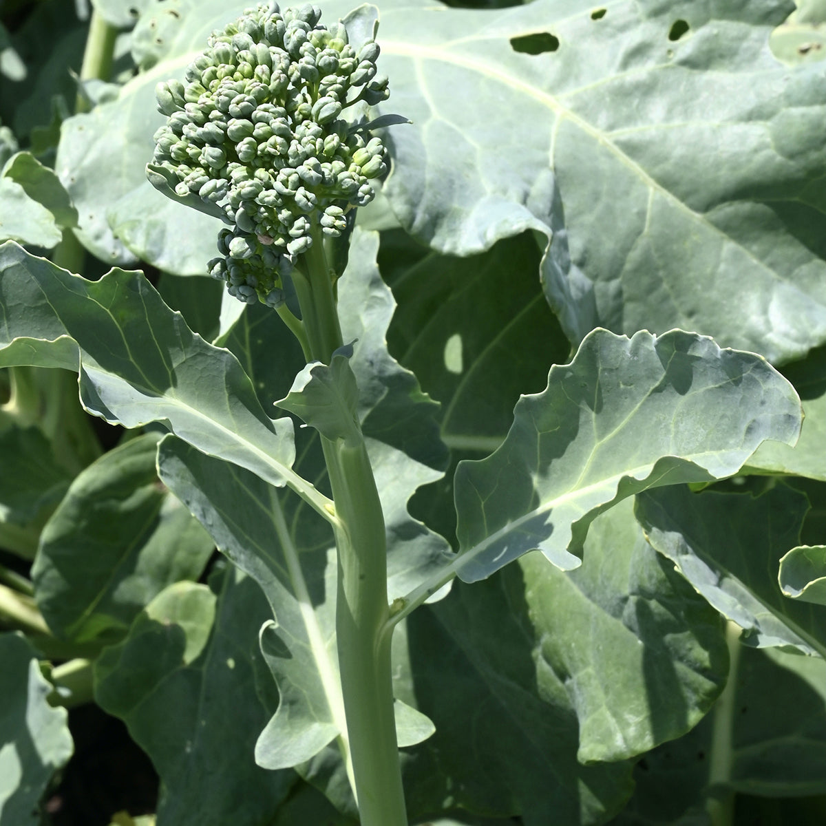 Broccoli Raab Growing 