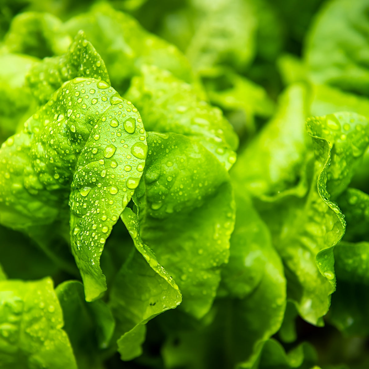 Detailed view of lettuce 