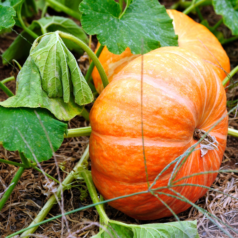 Purely Organic Cinderella Pumpkin Seeds - USDA Organic, Non-GMO, Open Pollinated, Heirloom, USA Origin, Vegetable Seeds