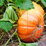 Purely Organic Cinderella Pumpkin Seeds - USDA Organic, Non-GMO, Open Pollinated, Heirloom, USA Origin, Vegetable Seeds