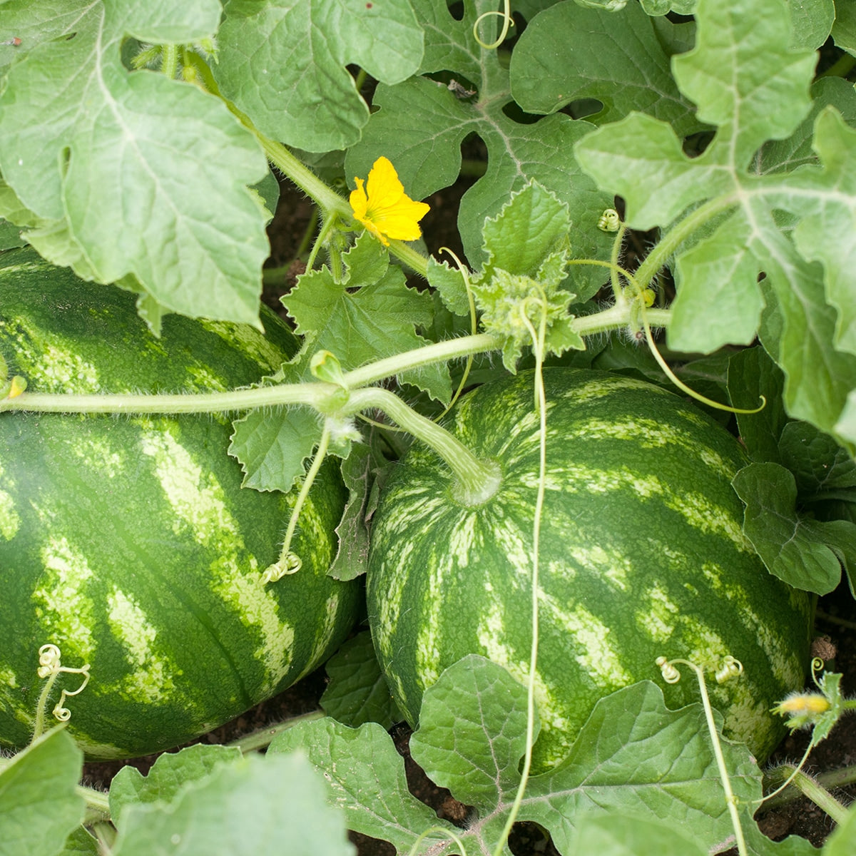 Watermelons growing on viines 