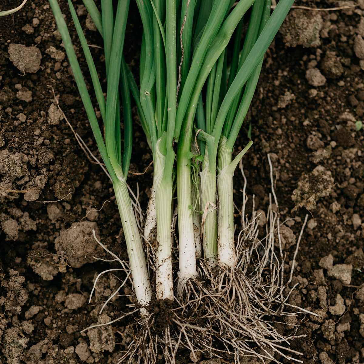 Evergreen onions laying on dirt