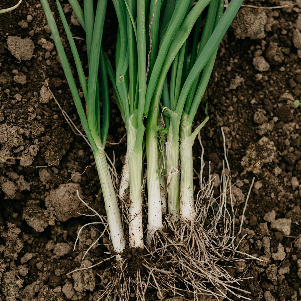 Purely Organic Bunching Evergreen Onion Seeds - USDA Organic, Non-GMO, Open Pollinated, Heirloom, USA Origin, Vegetable Seeds