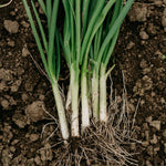 Purely Organic Bunching Evergreen Onion Seeds - USDA Organic, Non-GMO, Open Pollinated, Heirloom, USA Origin, Vegetable Seeds